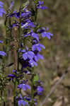 Southern lobelia